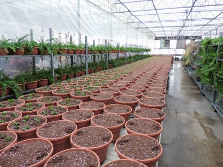 The baskets get lined up on the tables, and the bigger ones get two servings of slow-release fertilizer.