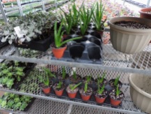 I'm propagating Aloe plants to sell in the herb section this year. I have a few large stock plants that keep sprouting babies; when they're big enough, I separate and pot them up.
