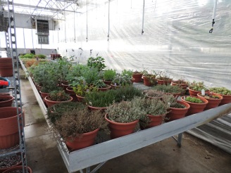 Herb stock plants