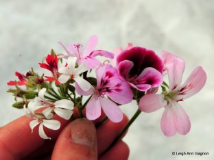 Pelargonium_flower comparison_01